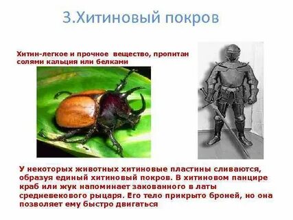 Какие функции выполняет хитиновый покров у ракообразных