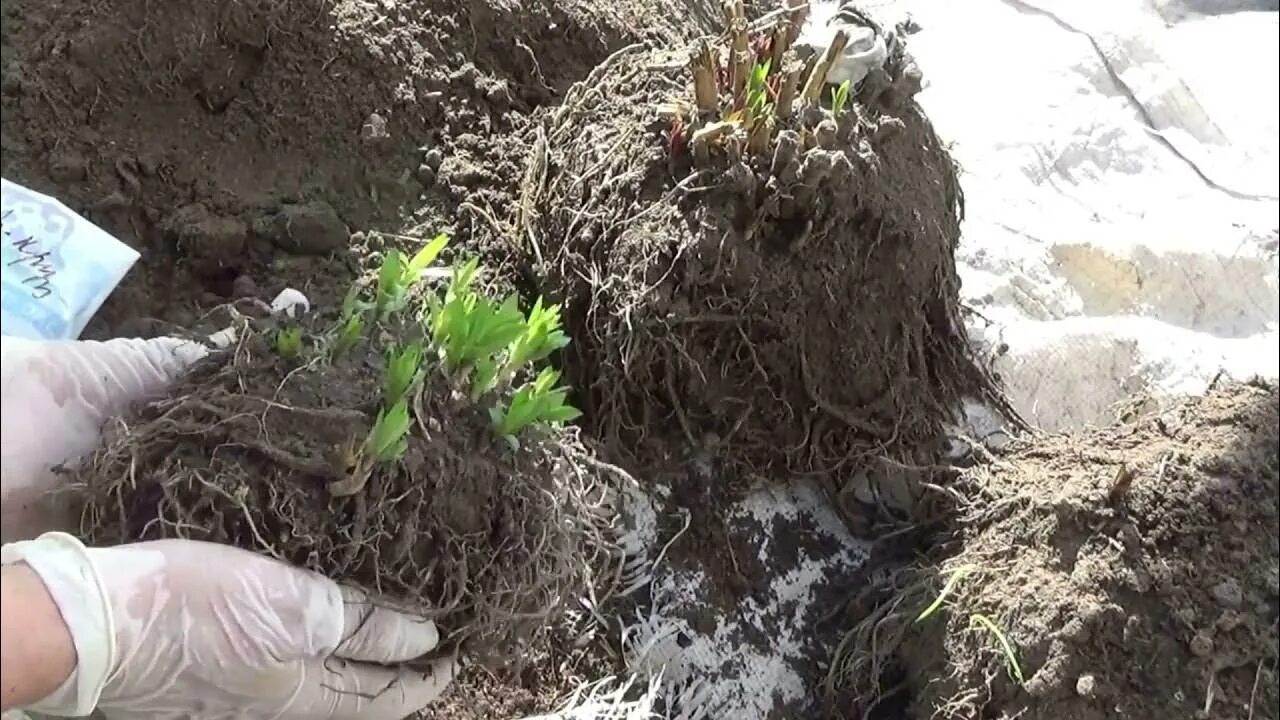 Подкормка флоксов весной. Надо выкапывать Флоксы на зиму. Уход за флоксами весной после зимы на даче. Флоксы надо ли выкапывать на зиму. Как подготовить Флоксы к зиме.