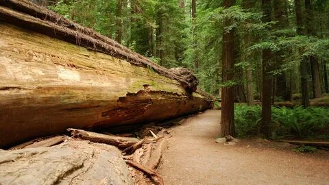 Hard times at sequoia state park