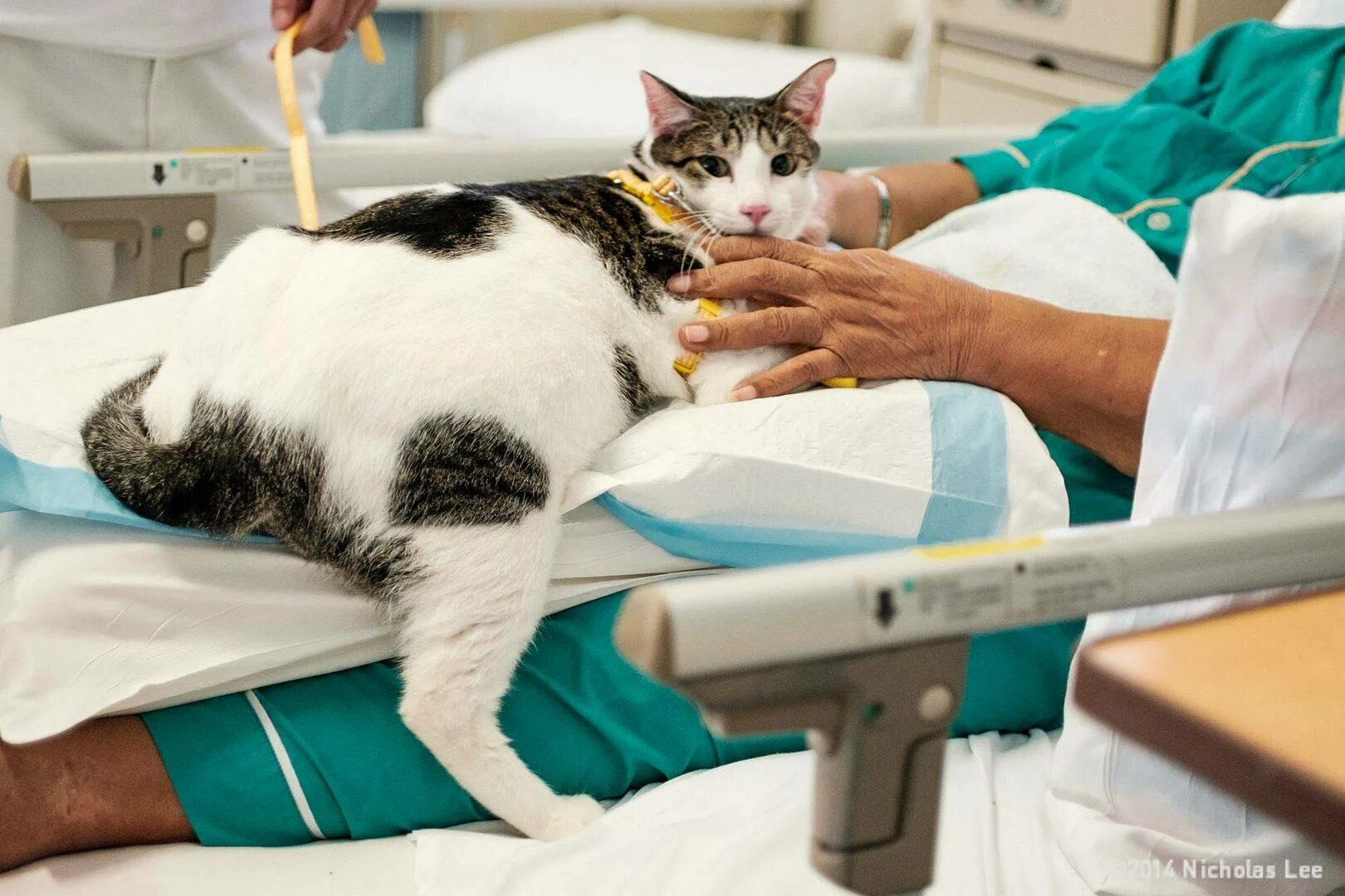 Лечат ли кошки людей. Терапия кошками. Фелинотерапия. Анималотерапия кошки. Кошки терапевты.