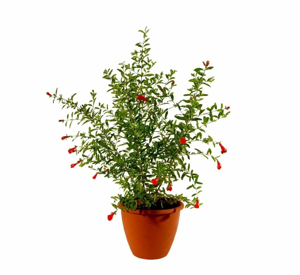 Комнатный гранат бейби. Гранат в горшке. Гранат в горшке. Гранат комнатный гранада. Гранат в горшке.