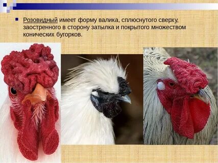 Курица с гороховидным гребнем и рябой окраской