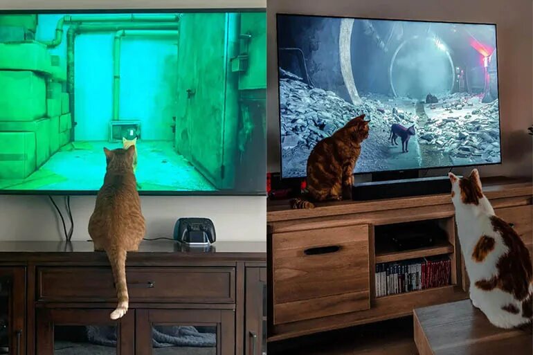 Мем коты игры. Виртуальные коты. кот играет. мем с котами. кот мем.