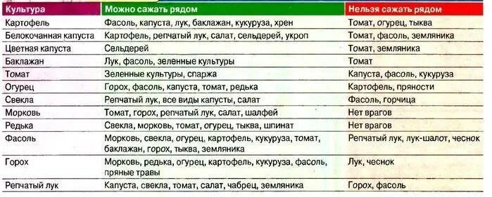 Лук после моркови на следующий год. Соседство овощей на грядках таблица. Лучшие соседи на грядке. Совместимость растений на грядке. После чегосажпть кьубнику.