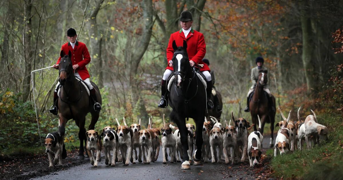 Fox hunting. Fox Hound.