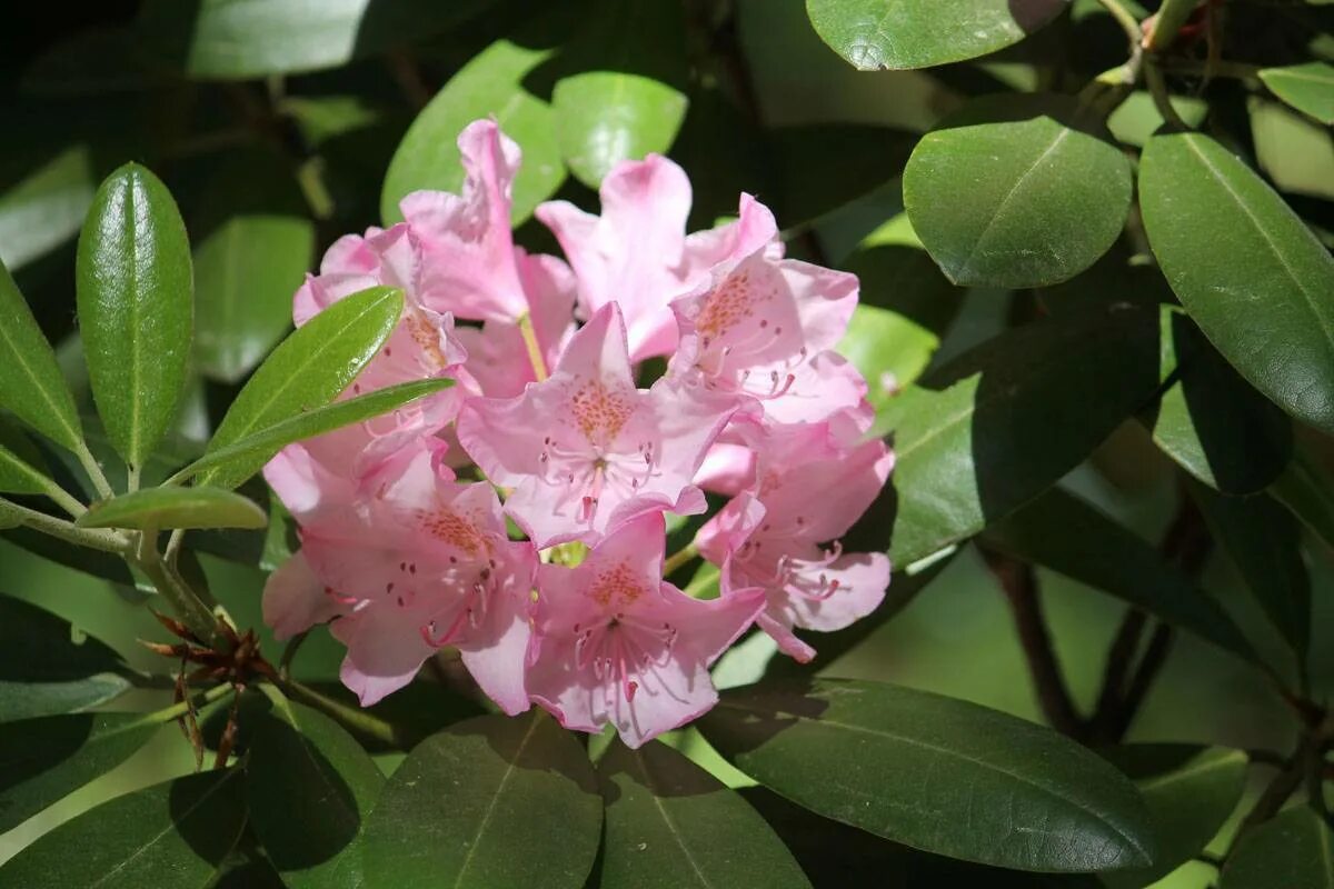 Рододендрон гибридный хельсинский университет 9см. Рододендрон хельсинки. Рододендрон хельсинки. Рододендрон гибридный хельсинки юниверсити. Рододендрон гибридный helsinki university.