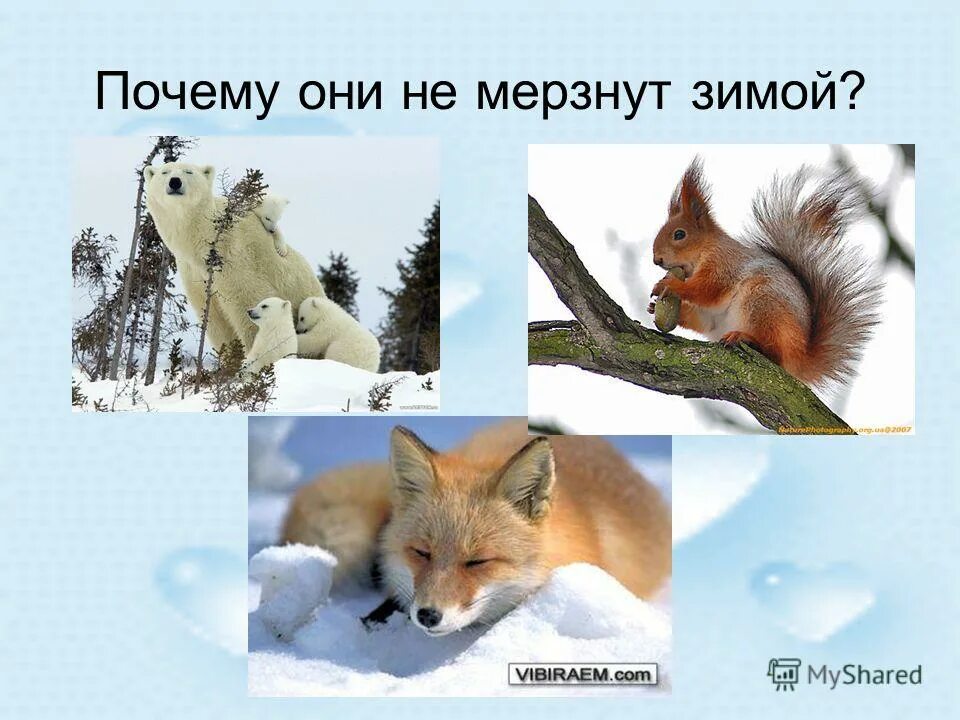 воздух плохо проводит. как воздух проводит тепло. воздух плохо проводит. как животные используют свойства воздуха. воздух проводит тепло животные.