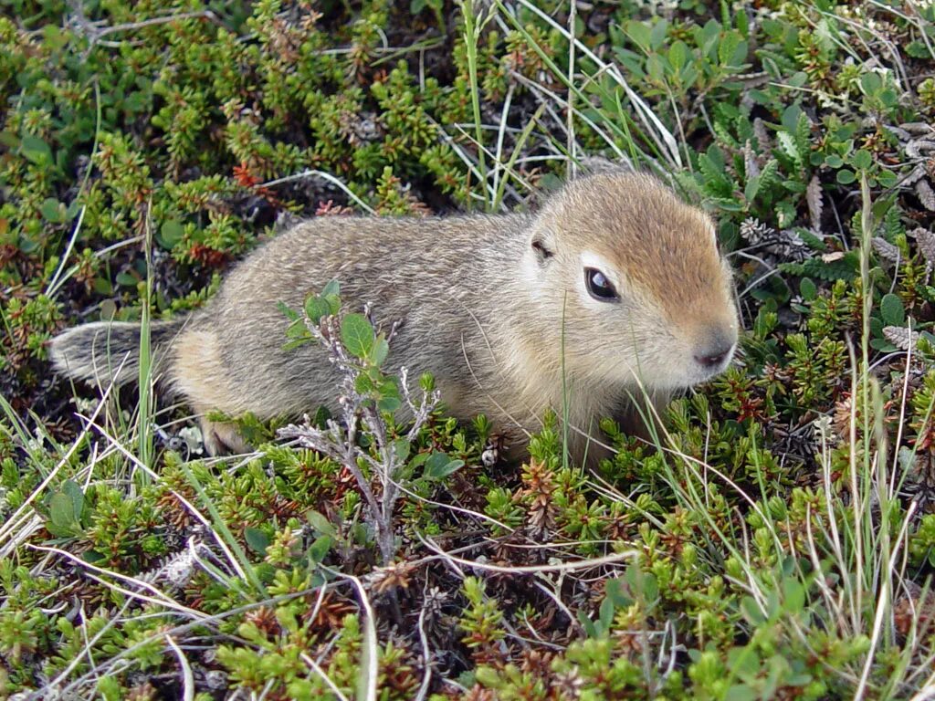 млекопитающие тундры. животные обитающие в тундре и лесотундре. животные лесотундры в россии. лисы на болоте. животные обитающие в тундре и лесотундре.
