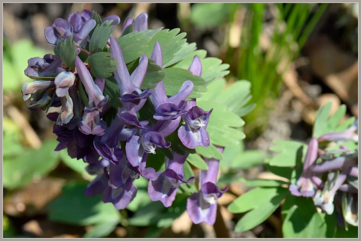 Хохлатка плотная. Хохлатка. Хохлатка Маршалла. Хохлатка Северцова (Corydalis sewerzowii). Хохлатка Маршалла Corydalis marschalliana.