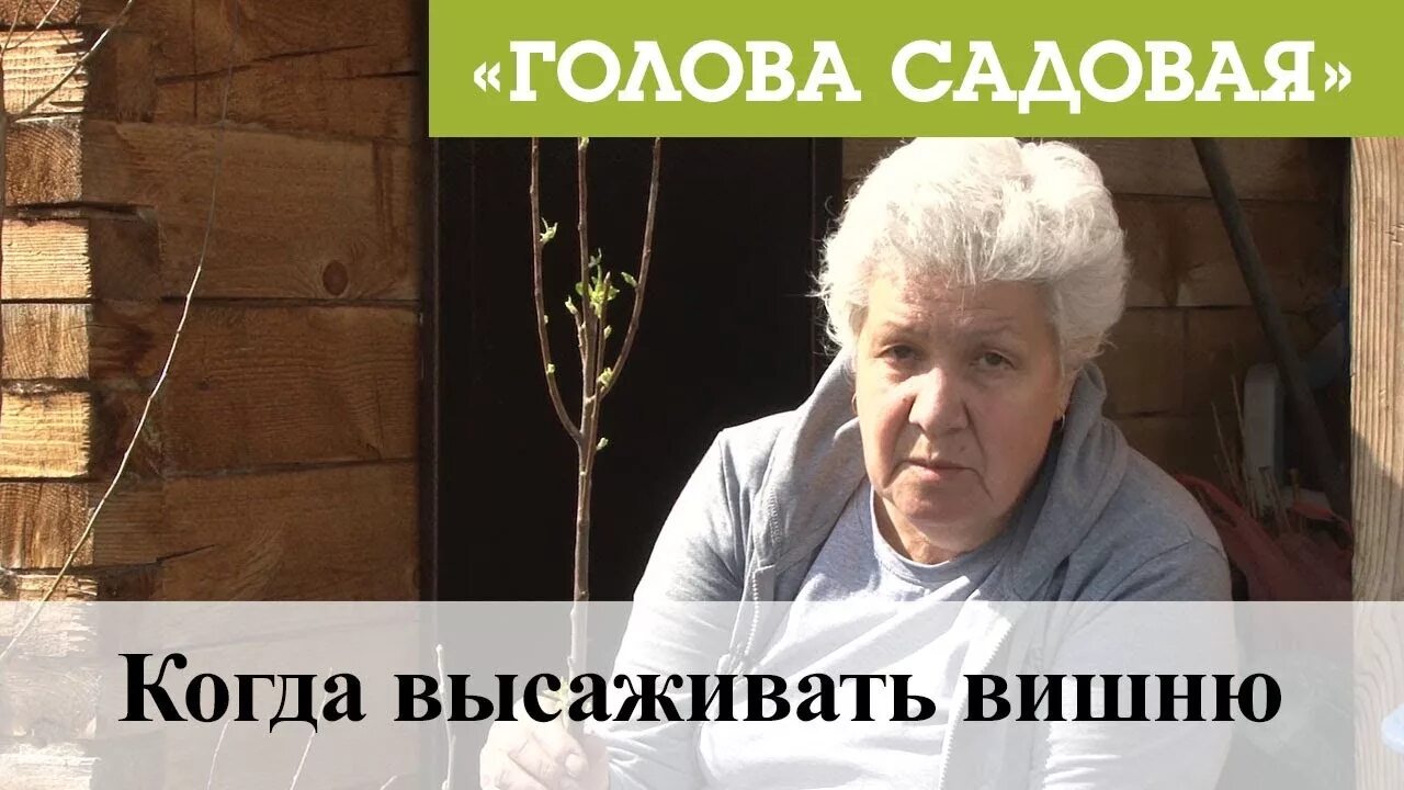 Голова Садовая. Голова Садовая с тетей Таней. Голова Садовая тетя Таня 2019. Голова Садовая тетя Таня 2021. Черешни в запущенном саду тети марии видимо