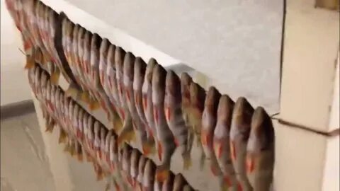 Сколько времени сушить рыбу