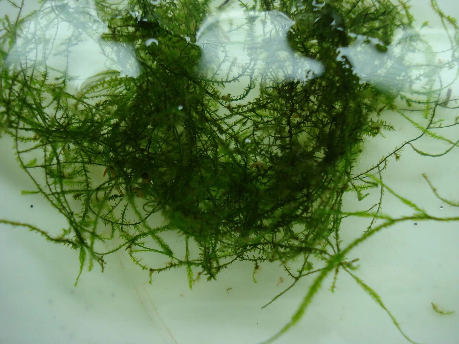 С помощью ризоидов водоросли. Ризоиды на Яванском мхе. Водоросли роголистник. Водоросли нитчатка. Шелковица водоросль нитчатка.