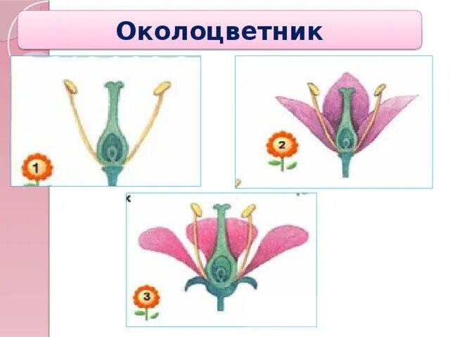 Какой околоцветник изображен на рисунке. Типы околоцветника. Формы околоцветника. Функция околоцветника у цветка. Строение околоцветника.