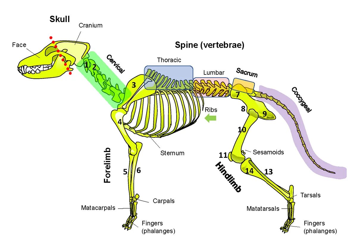 Кости рыбы собаке. Анатомия собаки. Анатомия кобеля. Скелет собаки. Мышцы собаки анатомия.