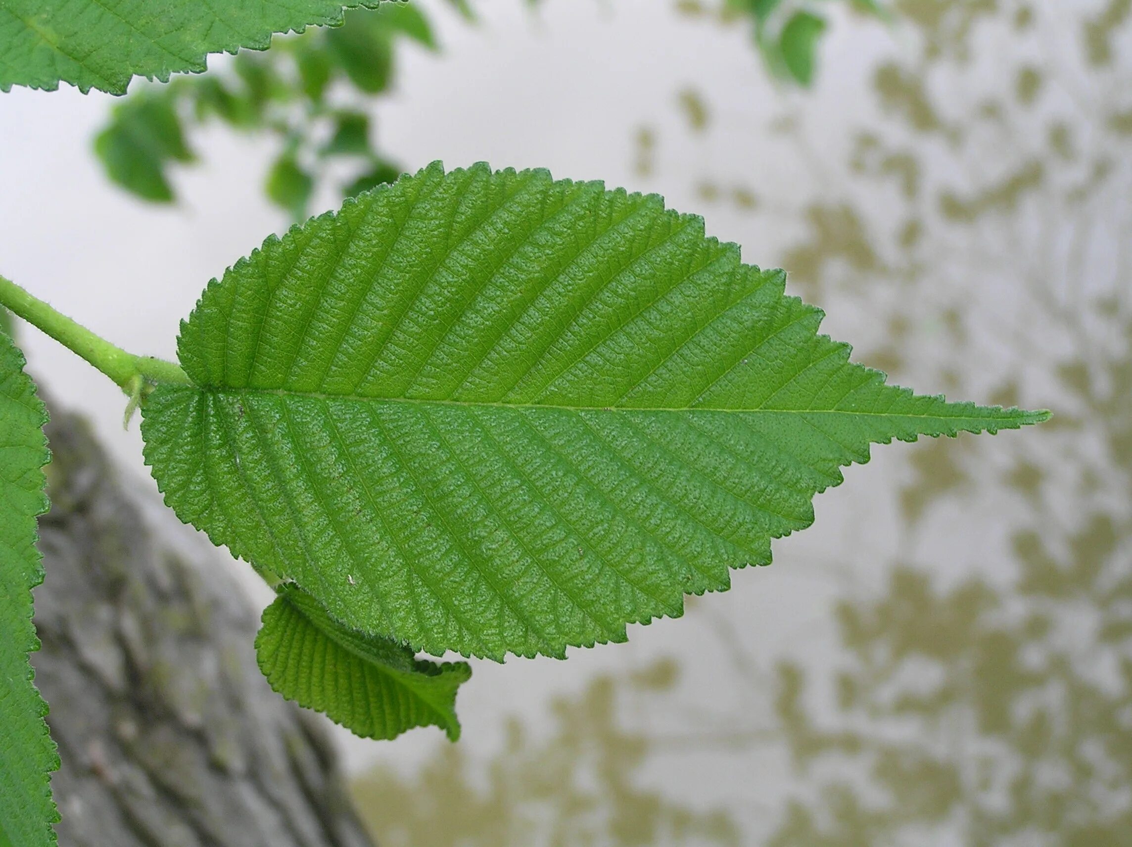 Вяз приземистый Ulmus pumila. Вяз шершавый листья. Вяз листоватый листья. Граб, вяз,карагач. Придорожный листья