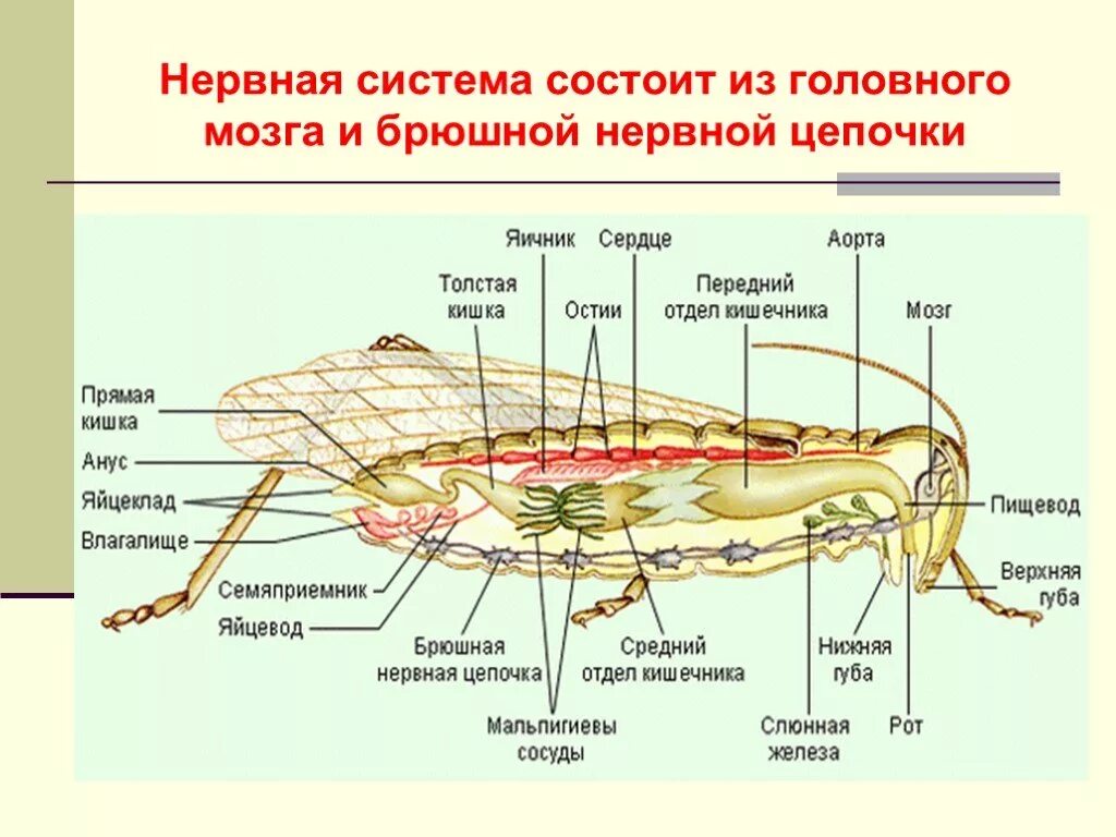 Брюшная нервная цепочка функции. Внутреннее строение кузнечика схема. Пищеварительная система членистоногих насекомых. Членистоногие насекомые внутреннее строение. Пищеварительная система кузнечика.