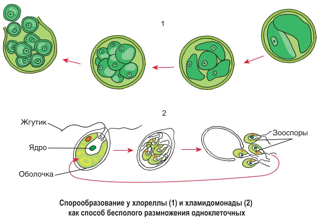 Размножение хламидомонады схема. Бесполое размножение хлореллы. Хлорелла водоросль размножение. Бесполое размножение водорослей хлореллы.