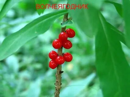 Ягоды какого растения ядовиты