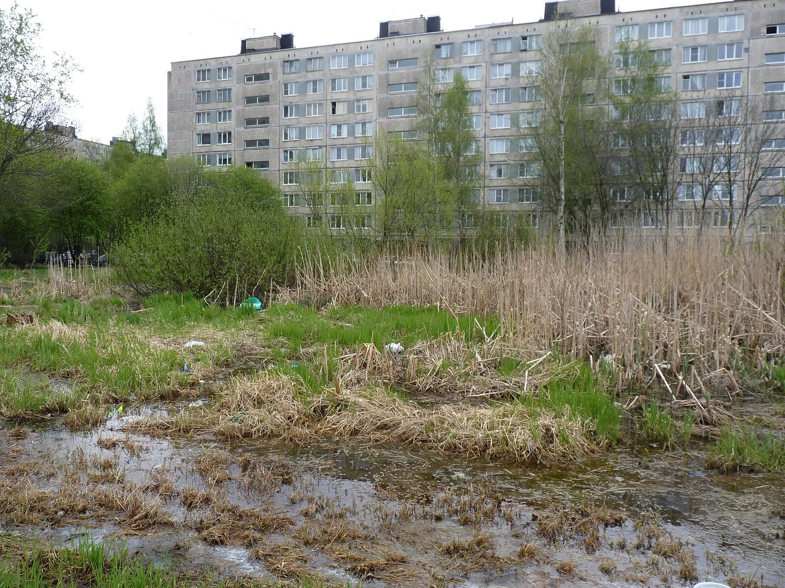 Петербург на болоте. Санкт-Петербург болото. Купчино Блото. Мурино СПБ болото. Болота Купчино.