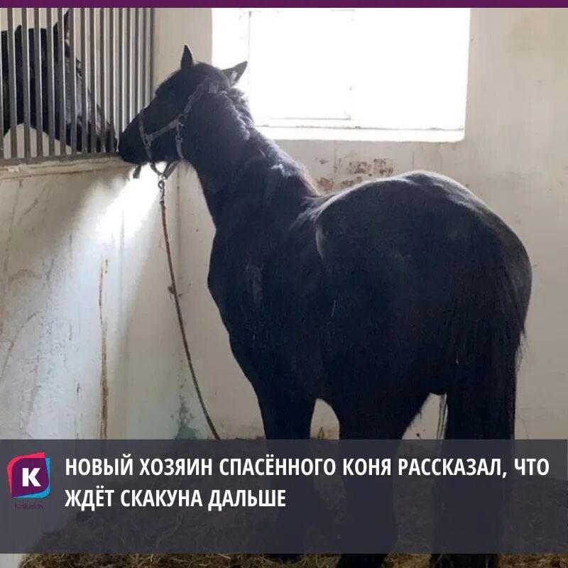 Лошадей спасают и в Казани. Лошадь зовут Коля. Кличка коня махотина