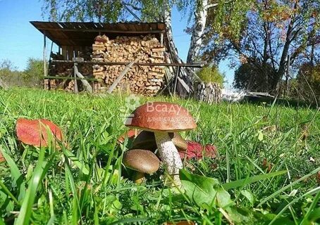 Как растет грибница