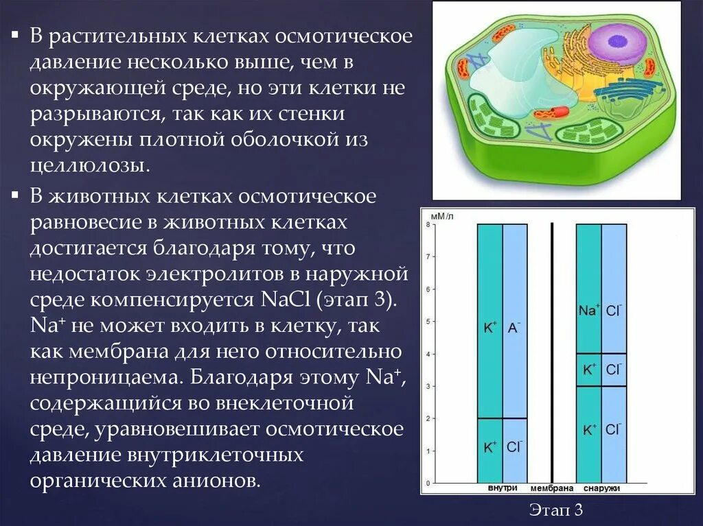 Клетки равновесия. Осмотическое давление растительной клетки. Осмотическое давление растений.