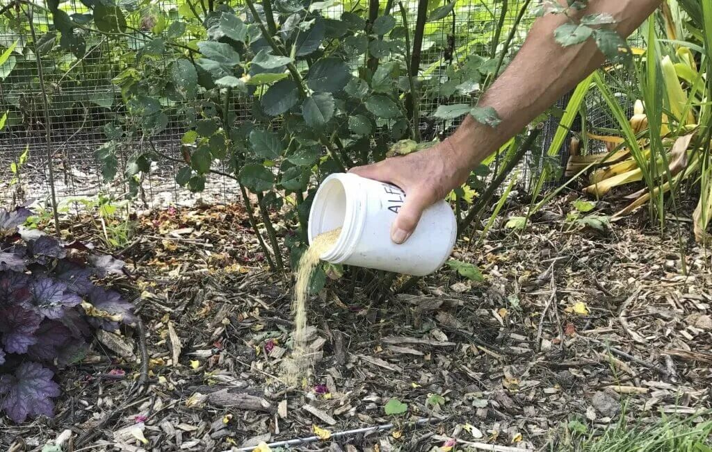 Можно ли вносить золу под. Осенняя подкормка роз. Полив роз. Удобрение для роз. Осеннее внесение удобрений.