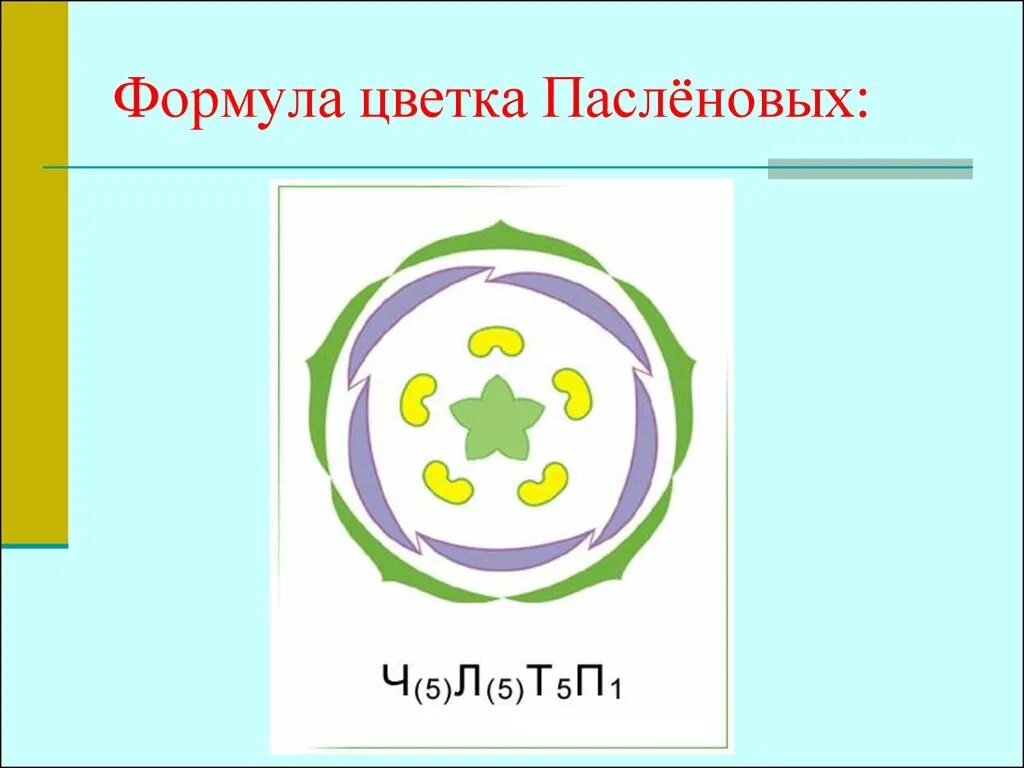 Формулу цветка ч5л5т5п1 имеют. Диаграмма семейства пасленовых. Семейство Пасленовые формула цветка. Формула цветка пасленовых растений. Семейство пасленовых формула и диаграмма.