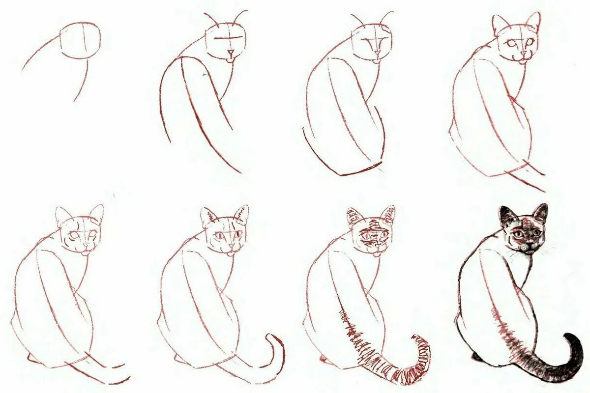 Кошка рисунок. Пошаговый рисунок кошки. Поэтапное рисование кошки. Схема рисования кошки. Быстро просто кошка