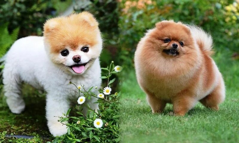 Самая милая собака в мире - померанский шпиц по кличке Бу Cachorro mais fofo, Ca