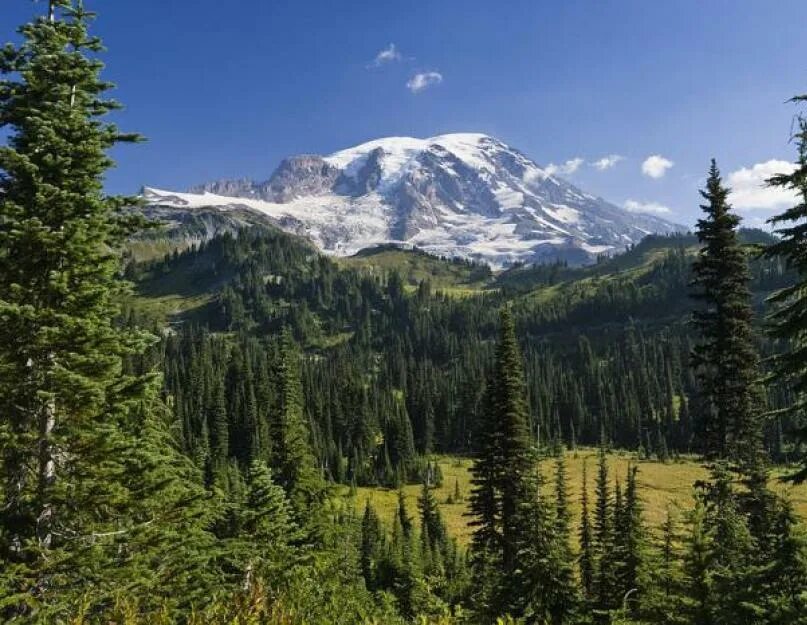 Хвойный лес северной америки. Растительный мир европы. Растительный мир континента евразии. Животные и растения европы. Паданская долина италия.