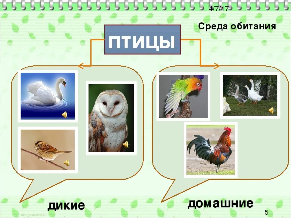 Образ обитания. Среда обитания птиц. Место и среда обитание птиц. Птицы в среде. Основная среда обитания птиц.