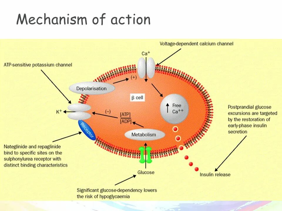 Mechanism of action. Адалимумаб механизм действия. Ethionamide mechanism of Action. Mechanism of Action of antiviral drugs.