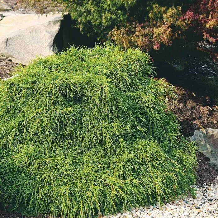 Кипарисовик горохоплодный филифера. Filifera nana. Кипарисовик горохоплодный chamaecyparis pisifera filifera nana. Кипарисовик горохоплодный filifera nana. Кипарисовик филифера ауреа.