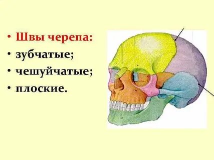 Плоские черепа