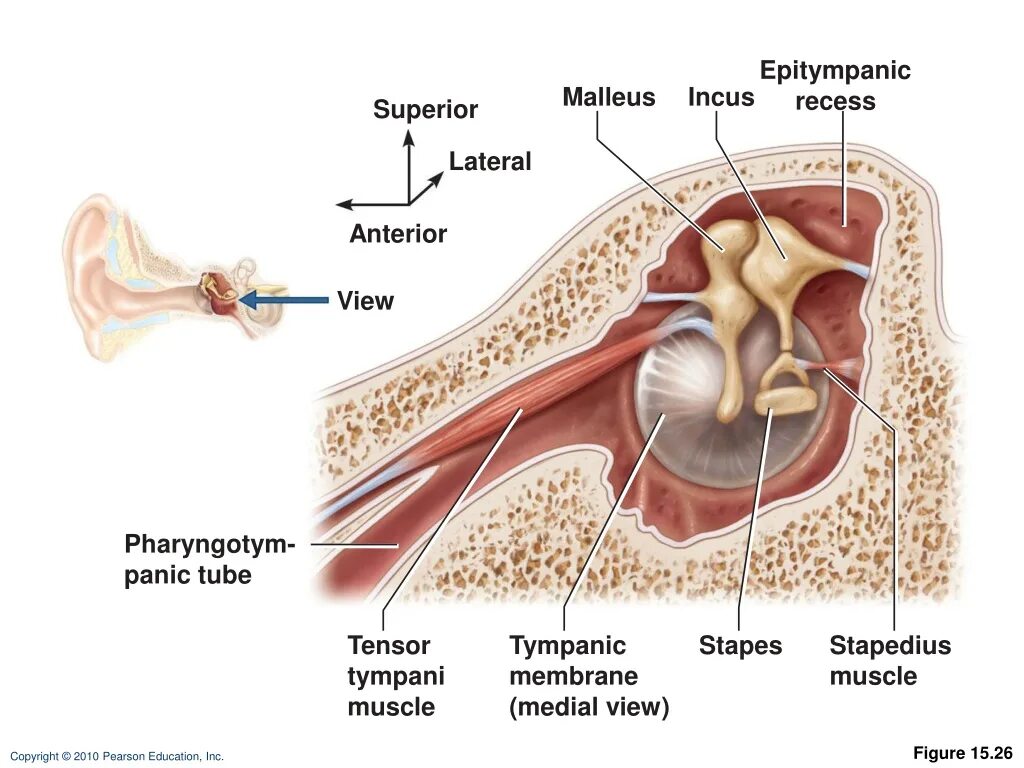Tensor Tympani мышца. Мышцы слуховых косточек. Барабанная перепонка анатомия. Мышца натягивающая барабанную перепонку.