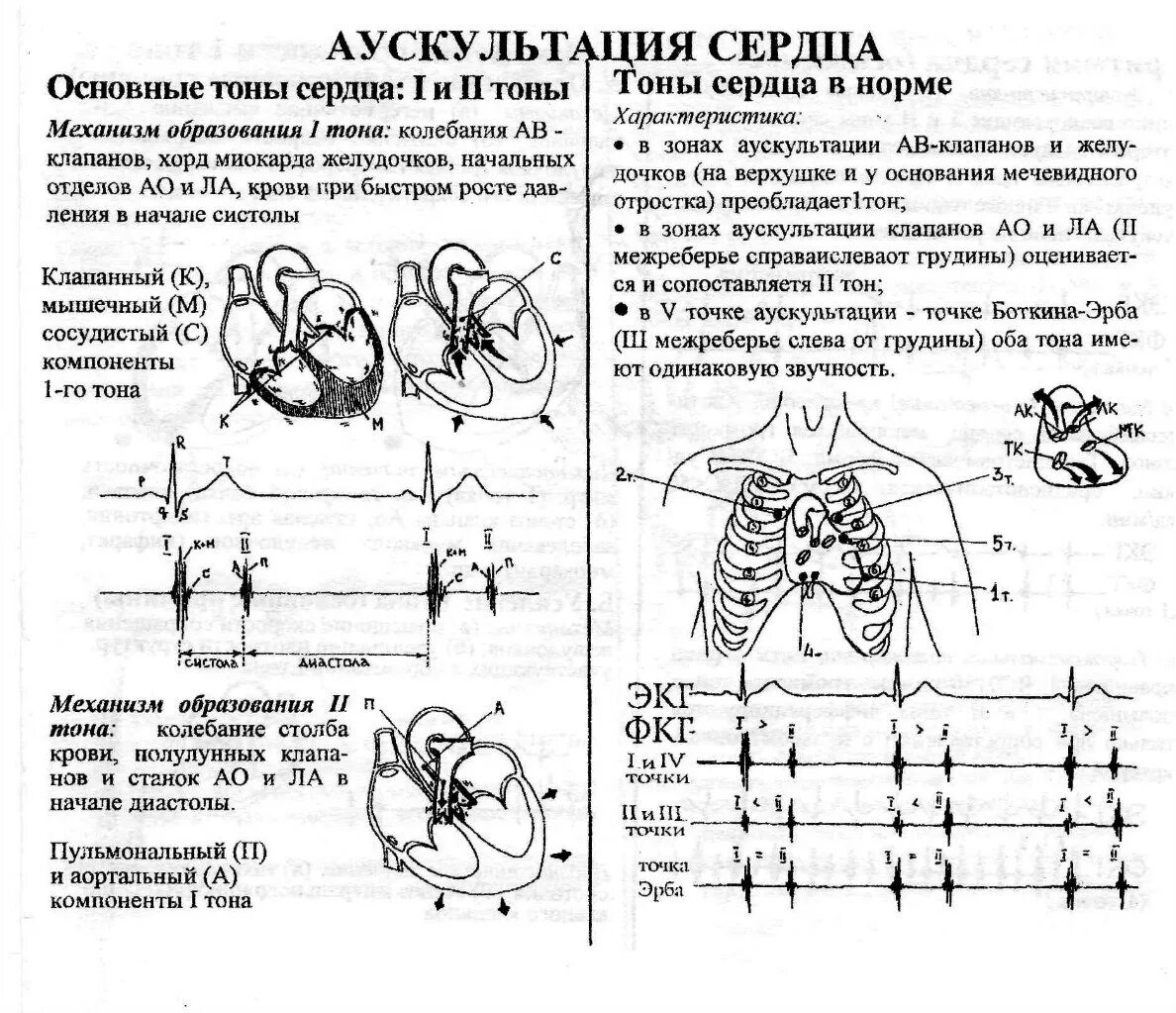 Звуки тона сердца. Аускультация сердца схема тонов. Аускультация сердца тоны в норме. Точка аускультации 2 тона. Аускультация сердца норма схема.