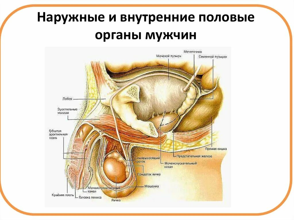 Орган мужчины видео. Наружные мужские половые органы анатомия. Наружные половые органы мужчины строение. Внутреннее строение мужской половой системы. Внутренние половые органы мужчины.