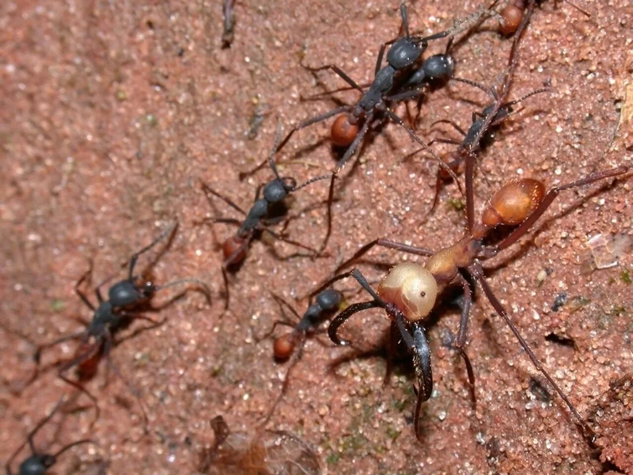 Название армейского муравья. Eciton burchellii. Муравьи сиафу. Муравьи Эцитоны Бурчелли. Кочевой муравей Эцитон Бурчелли.