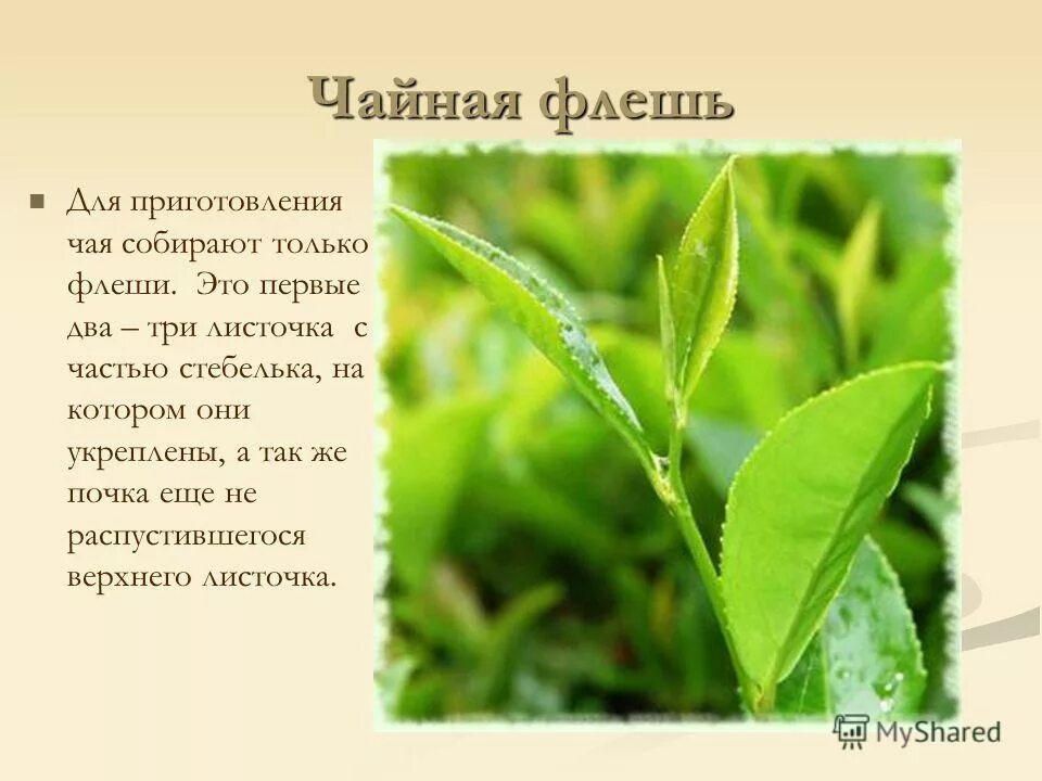 лист яблони. листья чая. два верхних листочка. категории чайного листа. строение чая.