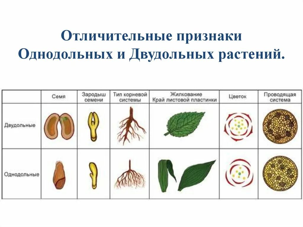 Как отличить двудольные от однодольных. Однодольные и двудольные растения 7 класс биология. Однодольные и двудольные растения 6 класс биология. Сравнение однодольных и двудольных растений 6 класс. Класс Однодольные и двудольные таблица.