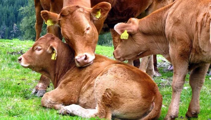 Идентификация животных. Идентификация животных. Биркование телят. Идентификация животных методы. Способы идентификации животных.