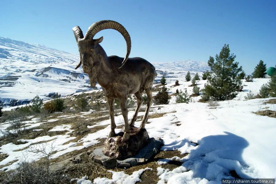 альпийский ибекс. альпийский горный козел ибекс. сибирский горный козёл capra sibirica. на горе стоит козел золотые. на горе стоит козел золотые.