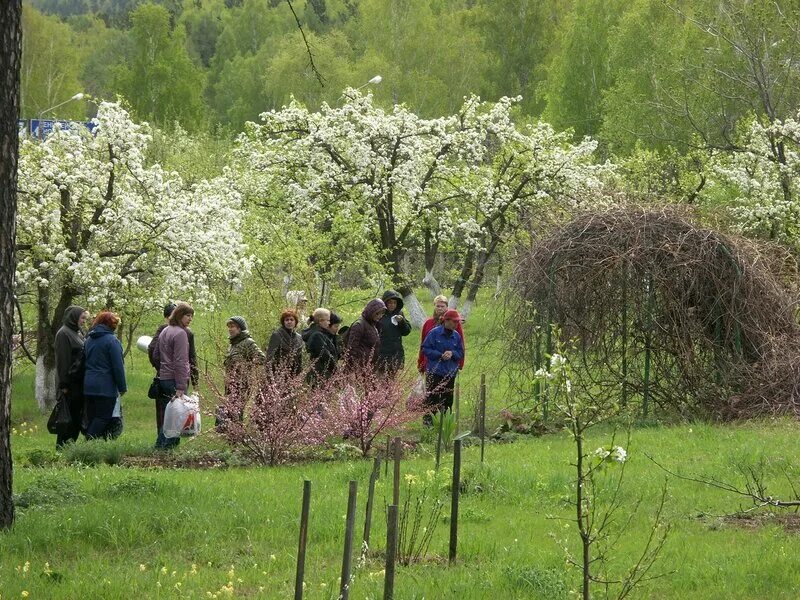 Армавирский питомник хвойных растений. Ботанический сад каталог саженцев. Питомник растений ботанический сад. Ботанический сад каталог саженцев. Ботанический сад каталог саженцев.