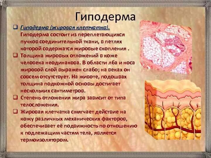 Гиподерма строение и функции. Гиподерма строение. Слой кожи гиподерма строение. Структура гиподермы кожи человека.