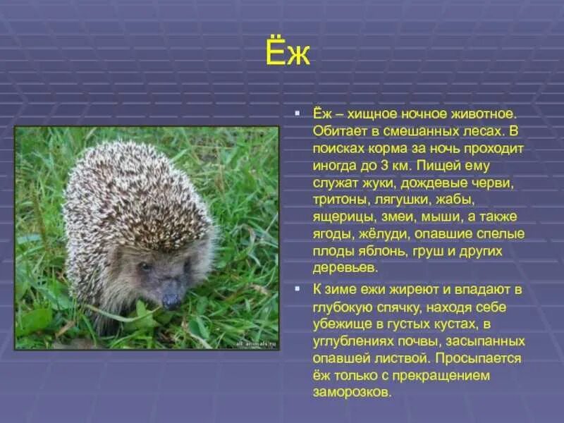 Сообщение о каком либо