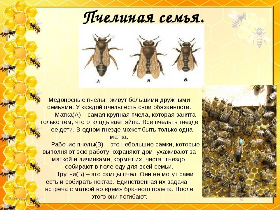 У самцов медоносных пчел нет отцов. Пчелиная семья. виды пчел. строение пчелиной семьи. особи пчел.