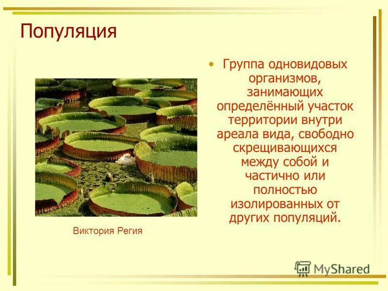 Плпуляция как фома существования вида. Популяция презентация. Популяция единица эволюции. Популяция урок 11 класс. Популяция структурная единица вида.