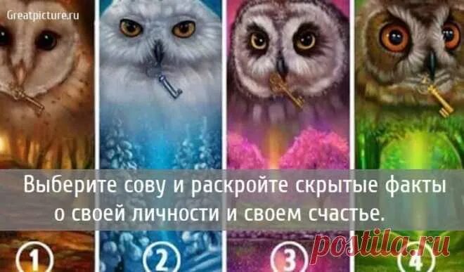 Филин маскировка. Тест выберете сову ответы. Найди кота среди сов. Конкурс сова. Найти кота на картинке с совами.