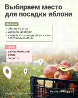 Условия для яблони